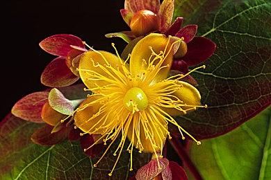 Switch版《主播女孩重度依赖》封面图公开 10月27日发售